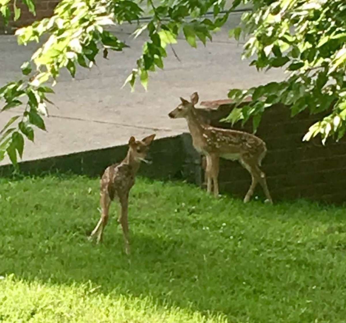 You can often see special vistors in the back yard