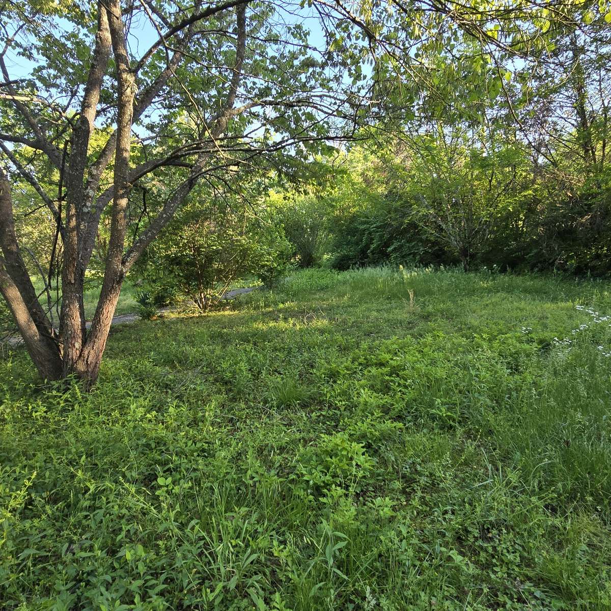 Looking at the private front yard from the house