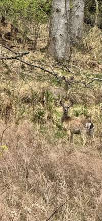 These 2 sweet girls greeted me when I arrived to the property, they were in the front yard and ran up the hill.