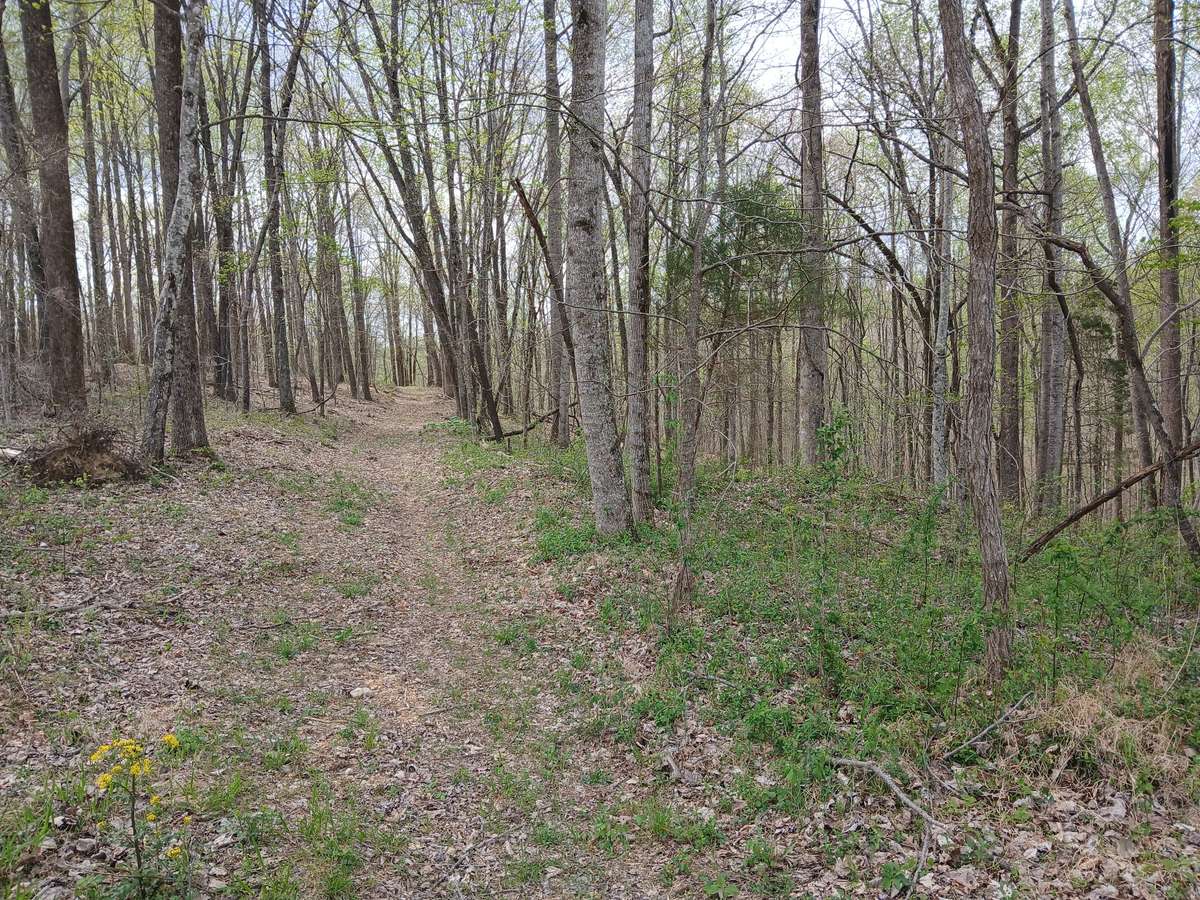 Old road bed to walk and explore.