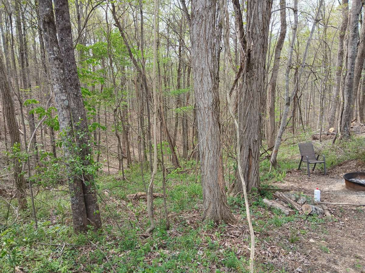 Your beautiful woods.