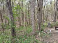 Your beautiful woods.