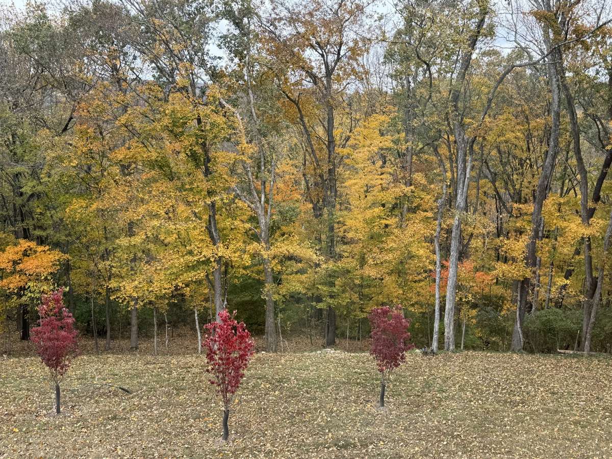 Fall View
