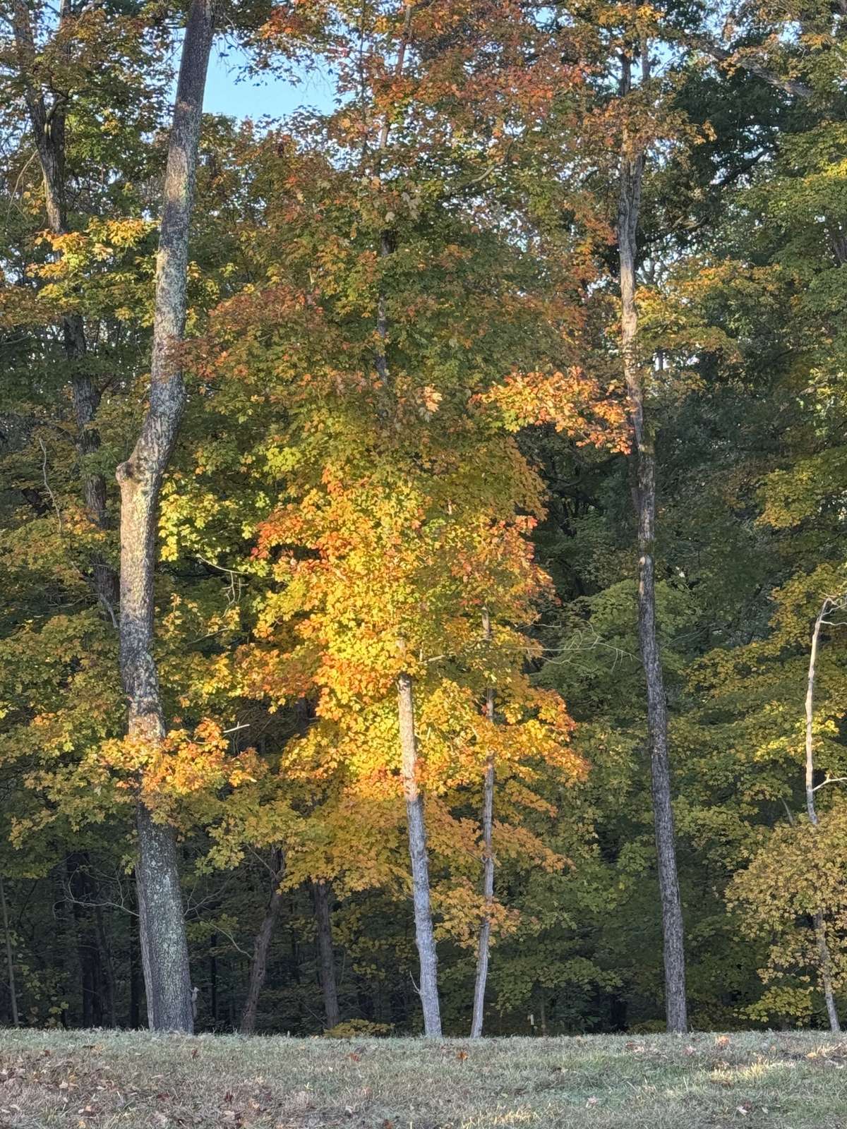 Fall Photo 2
