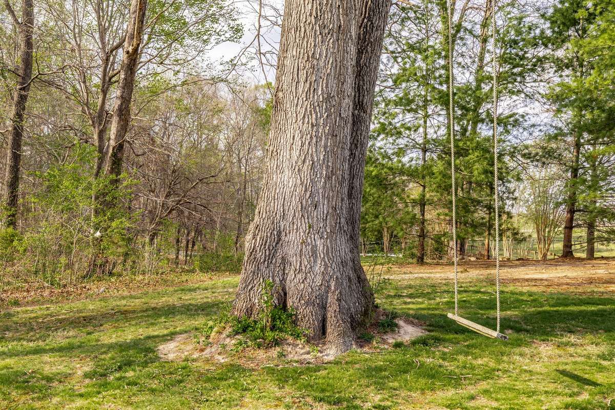 The children will love the rope swing, it will take them back in time.