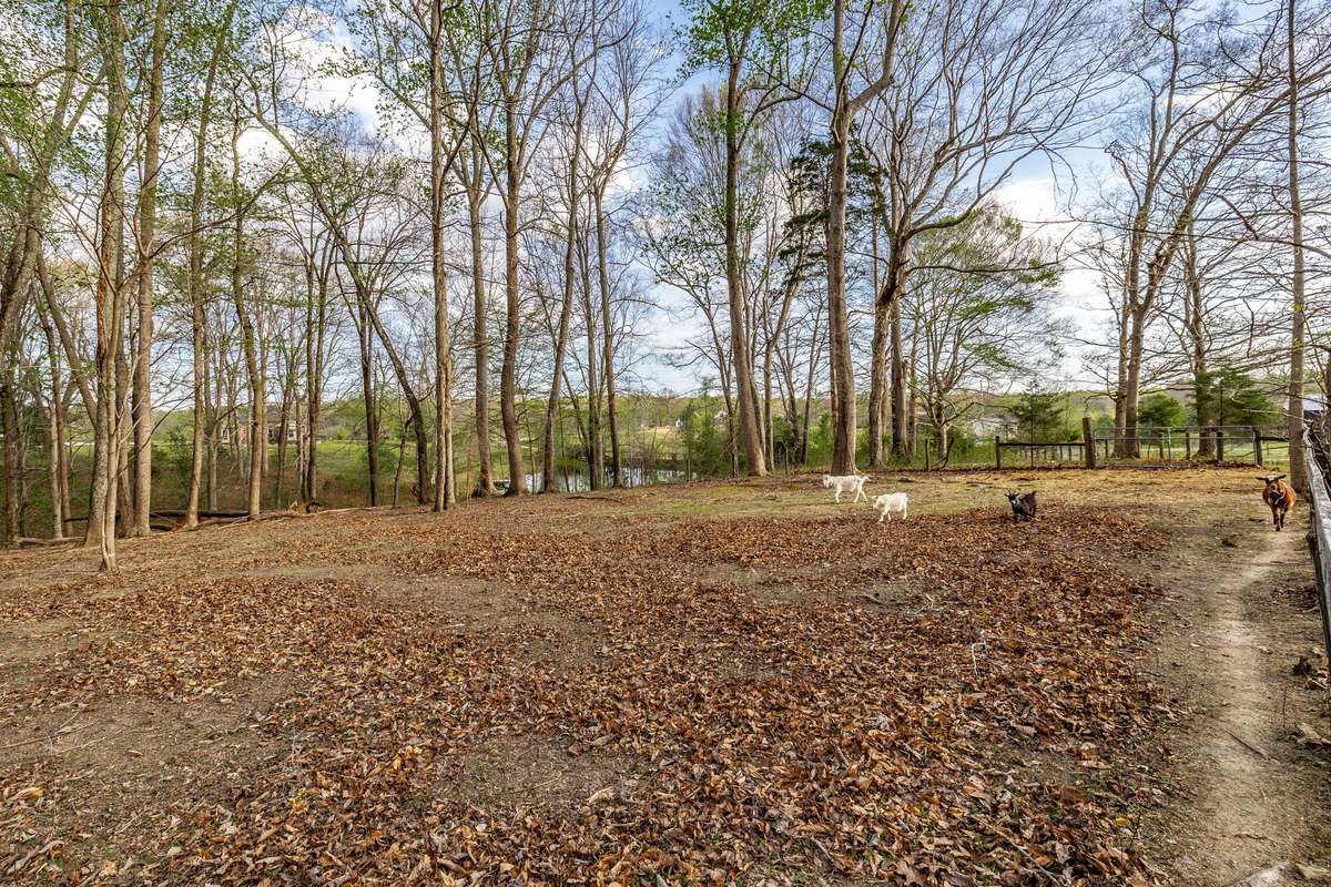 Wooded area that is kept clean by the goats.