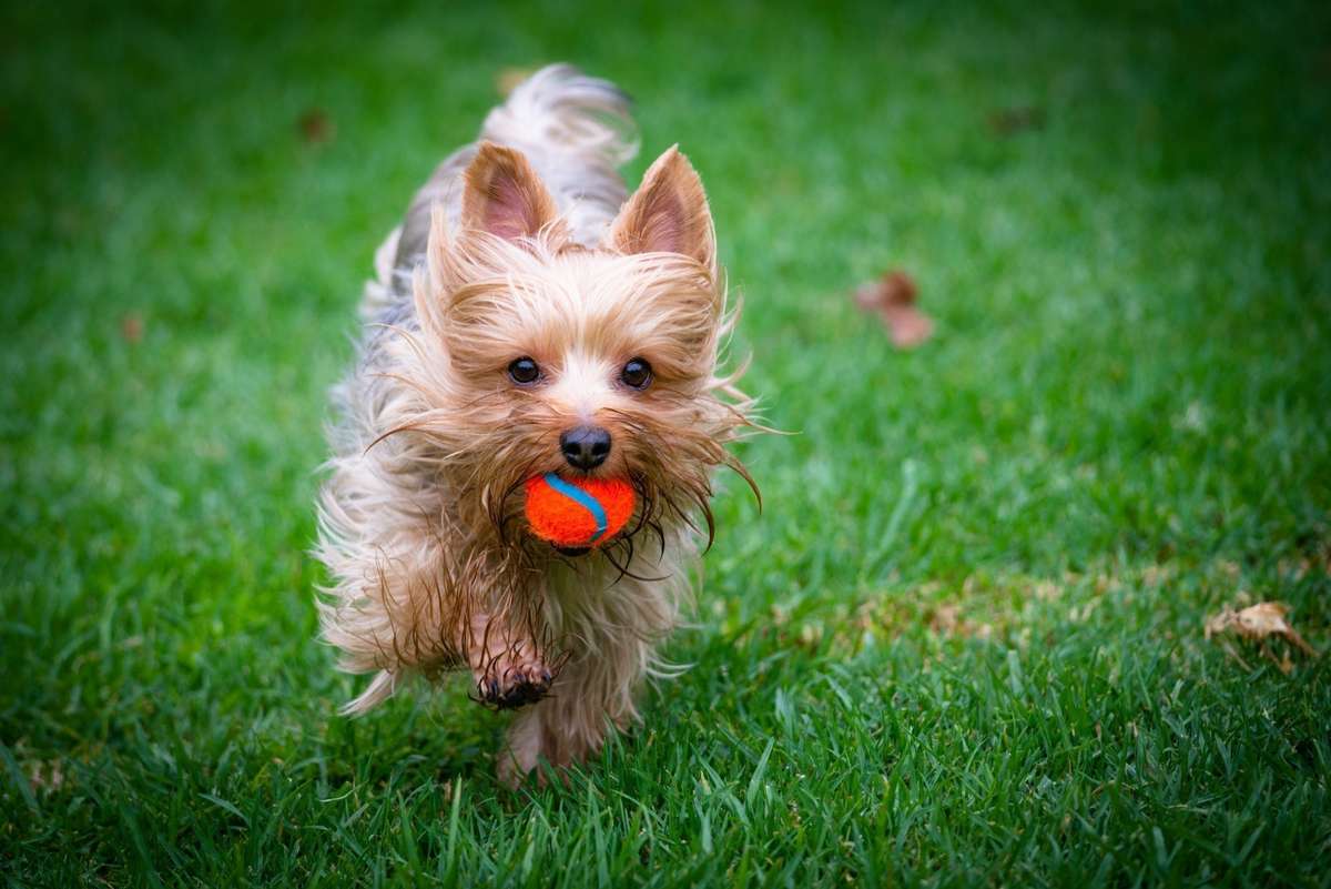 See our new Dog Park!  Now Open! : )  Home sites for Tahoe are across the street!
