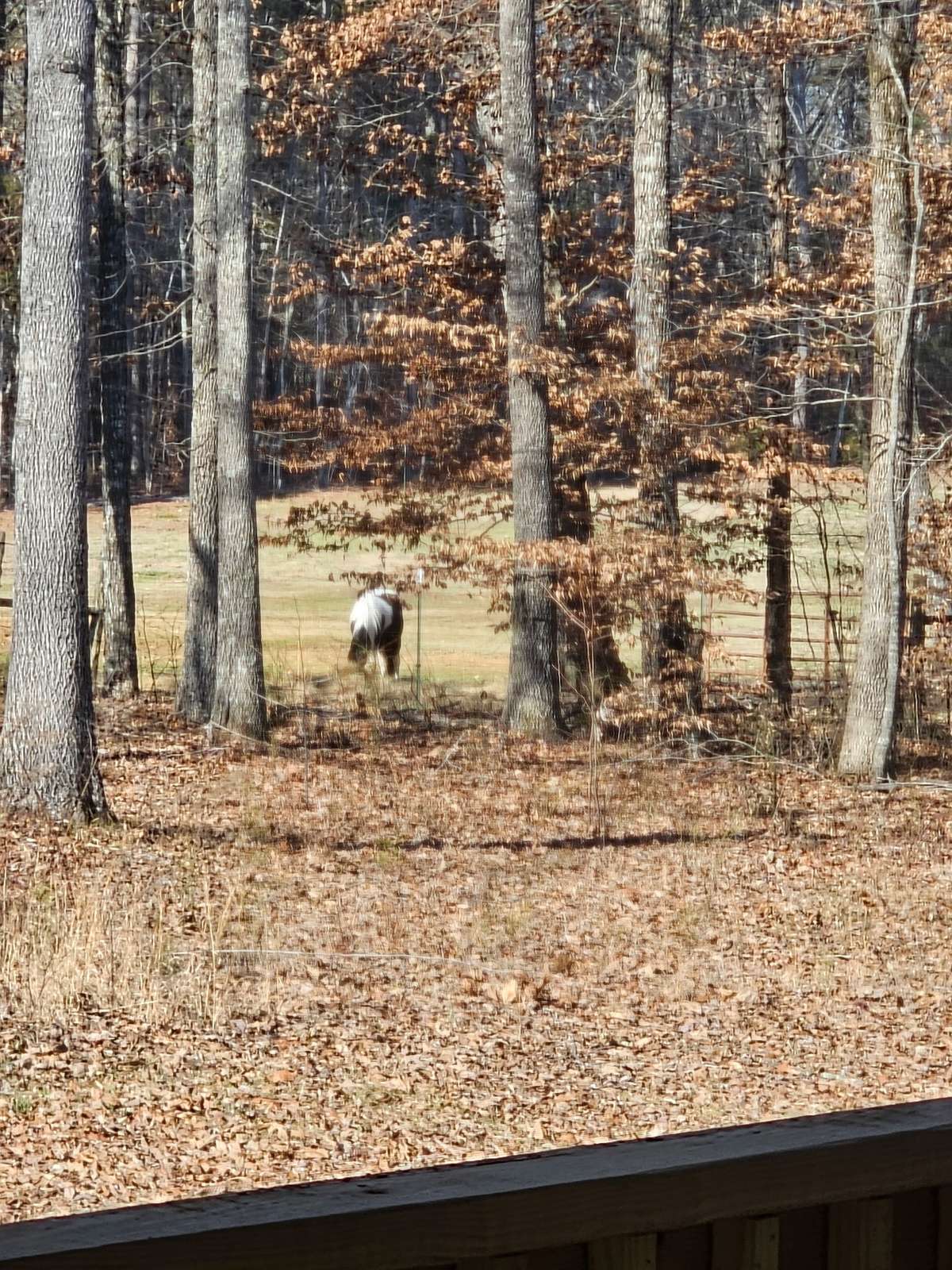 Enjoy watching the neighboring horses while sitting on your covered screened in patio.