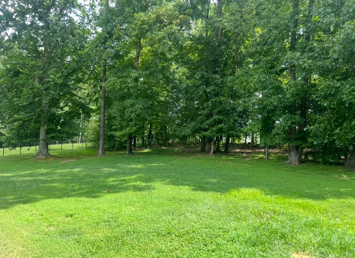 tree-line backyard