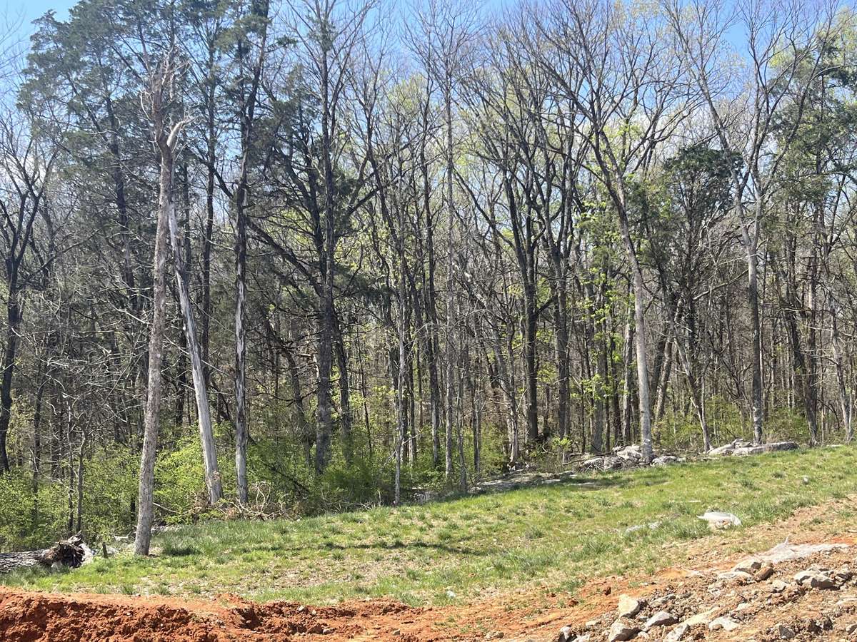 Your back yard view. Yard ends about where the grass in pic begins. Backs up to the woods. Lots of deer