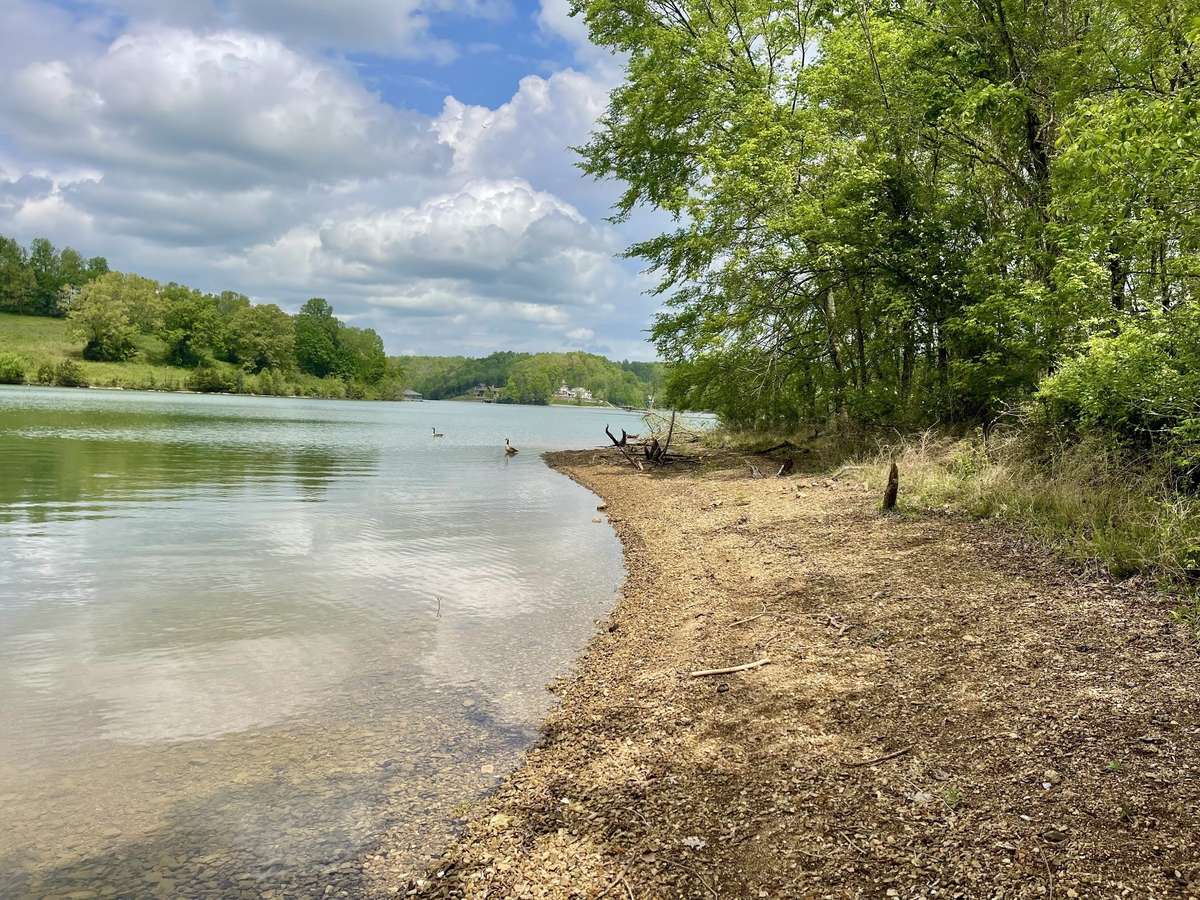 The shoreline. If the lake is higher due to lots of rain, there are shaded paths through the woods to get around the cove to the main channel. My clients have parked their pontoon boat in the cove for the day.