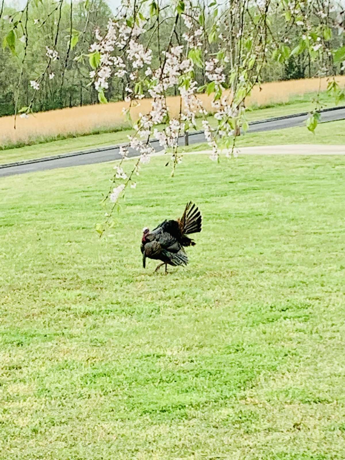 Lots of wildlife here. Across the street is Tim's Ford State Park (not the entrance, the backside) so I imagine they feel safe here.
