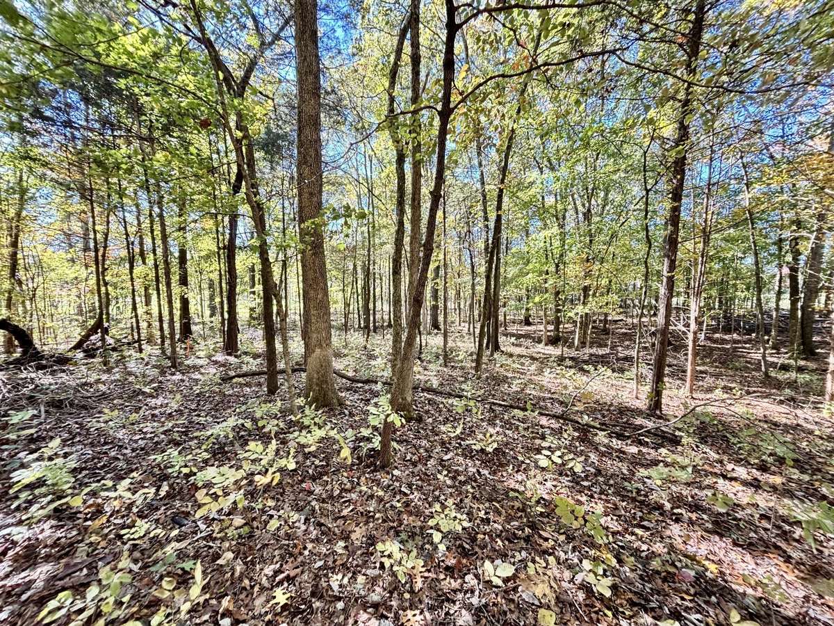 6-acre property cleared, level, wooded, & ready to Build Your Dream Home! Located in Spring Hill, TN!