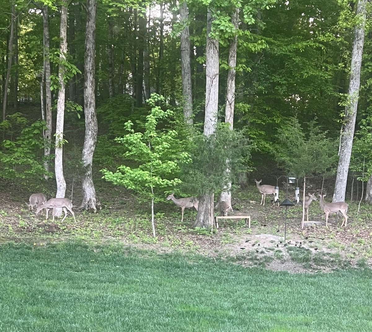 The deer love frolicking in the wooded area behind your home.
