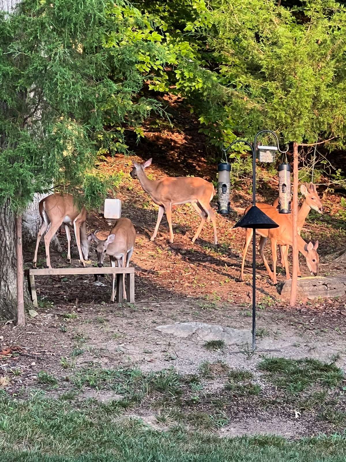 Such a lovely sight, sip your coffee and enjoy nature.