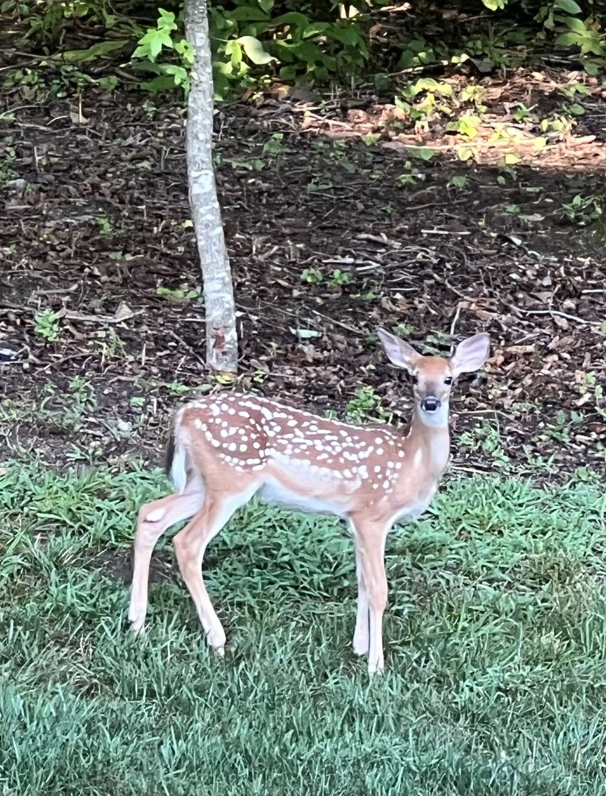 Your own Bambi!