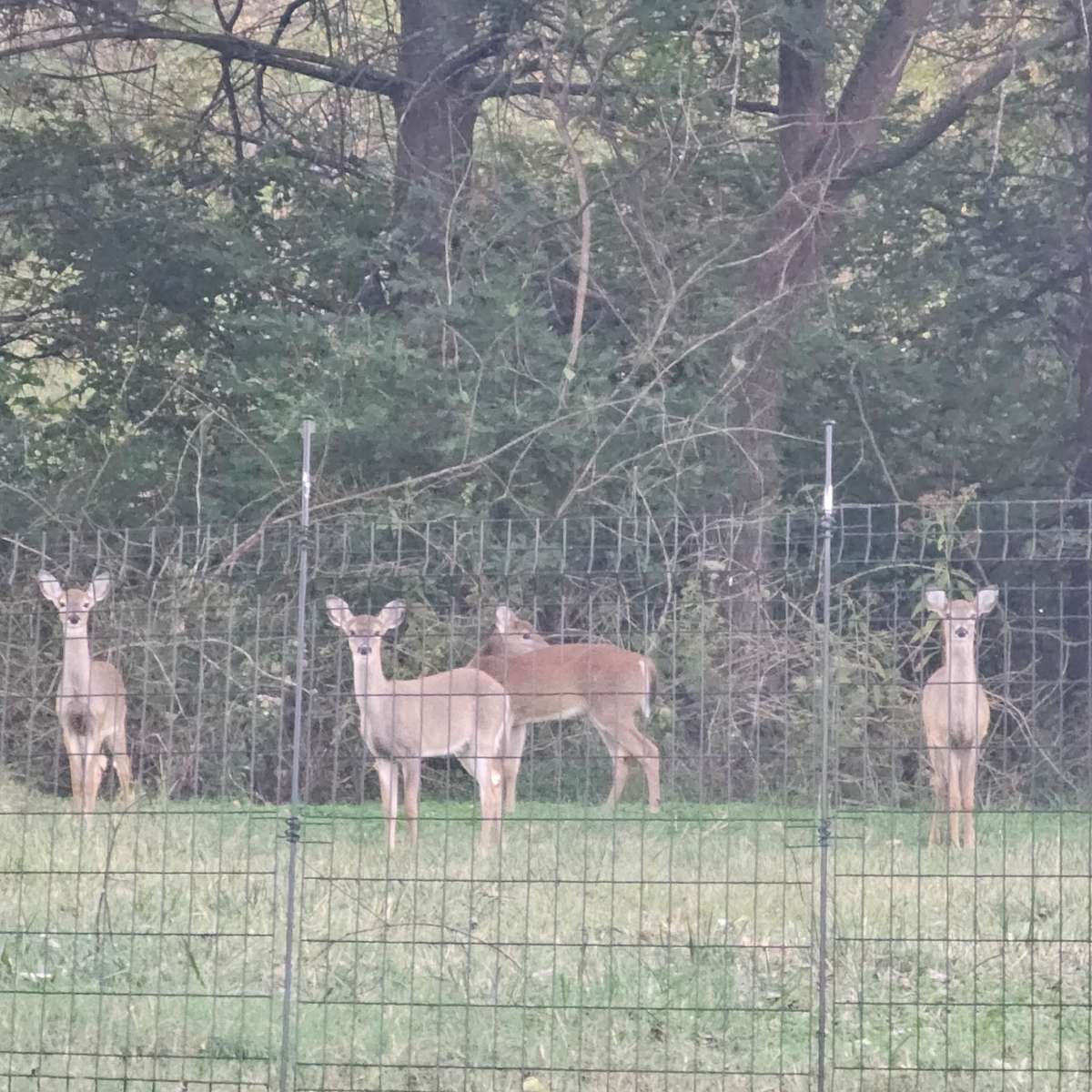 Deer that visit everyday!