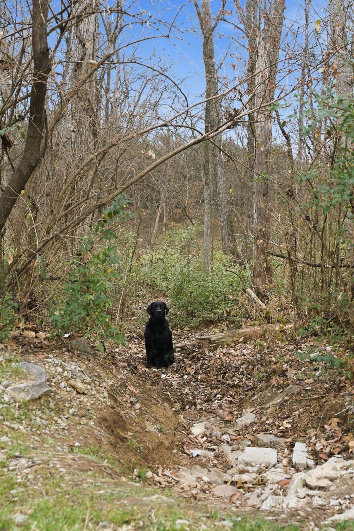 Join Henry on his evening walk to the lake! Path begins in the parking and ends at the water's edge!