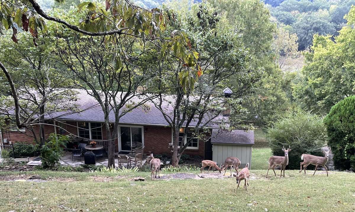 *Photos from owners
