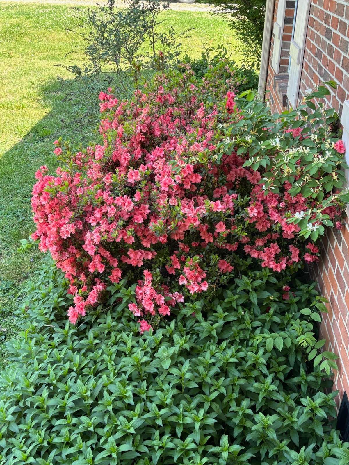 Pretty azaleas in front yard.  They rebloom ever year.