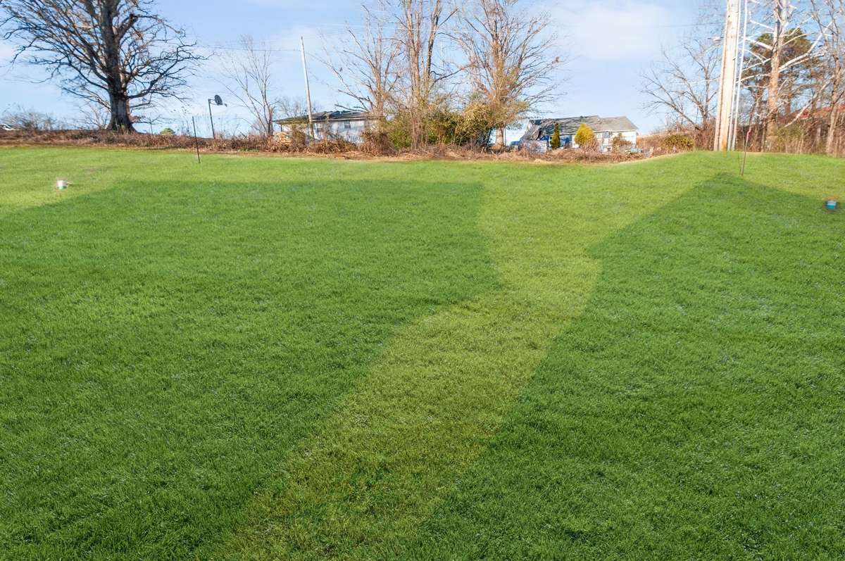 Green grass edit - back yard