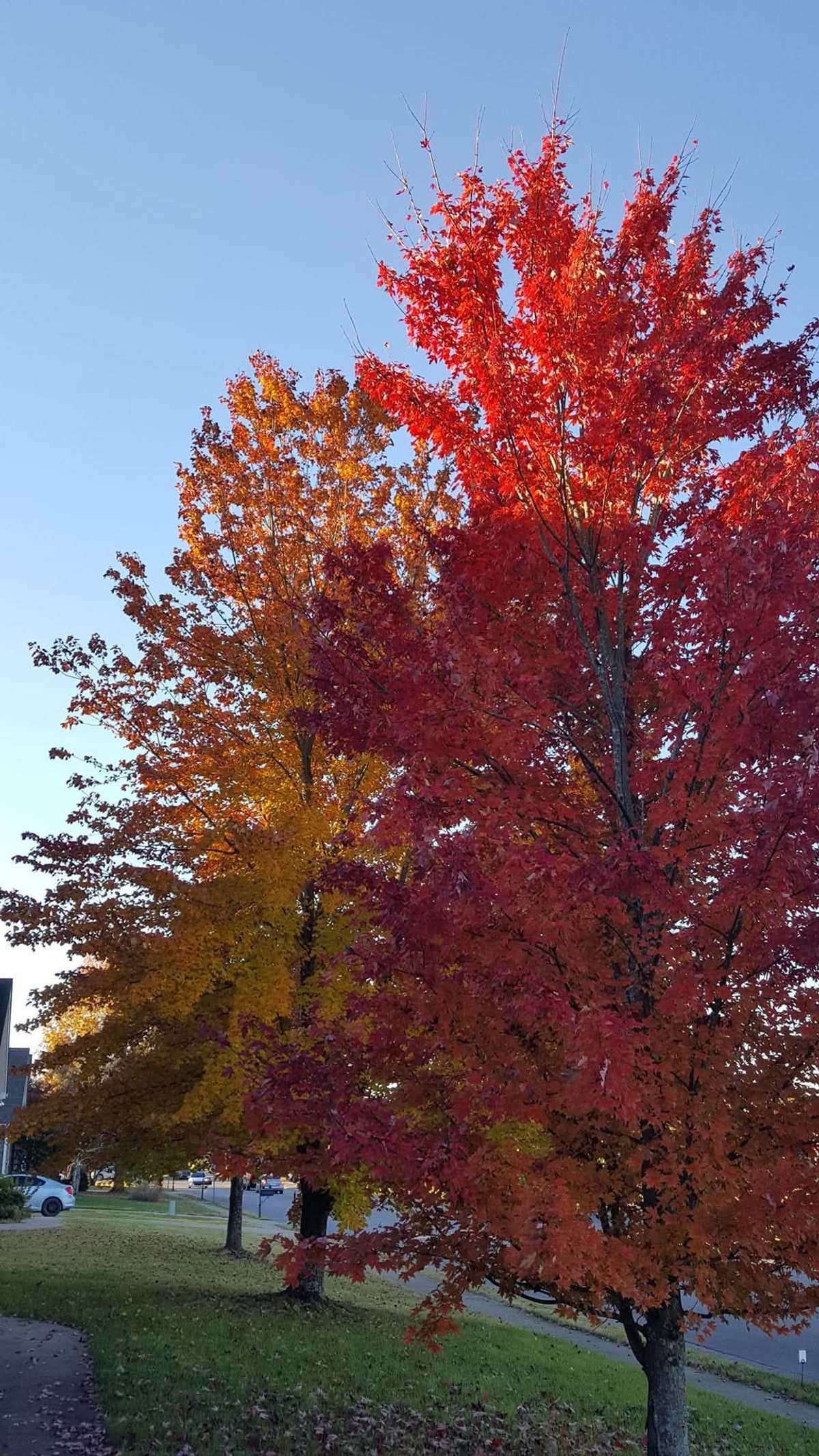 The Sellers gave me a picture of how beautiful the trees are in front during the Fall season!  So here's a glimpse of all that beauty!