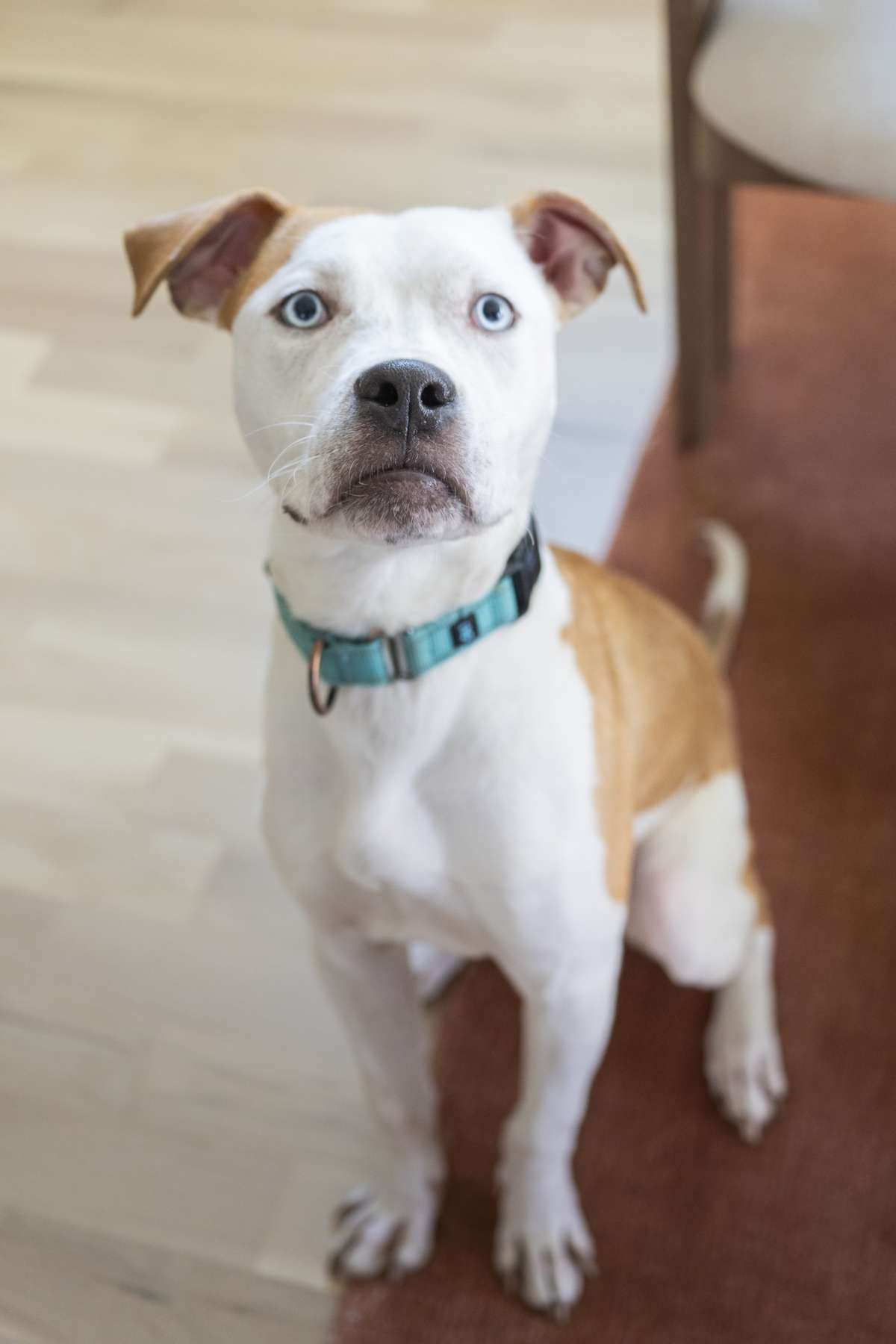 Timothy is available for adoption through Wags & Walks Nashville 