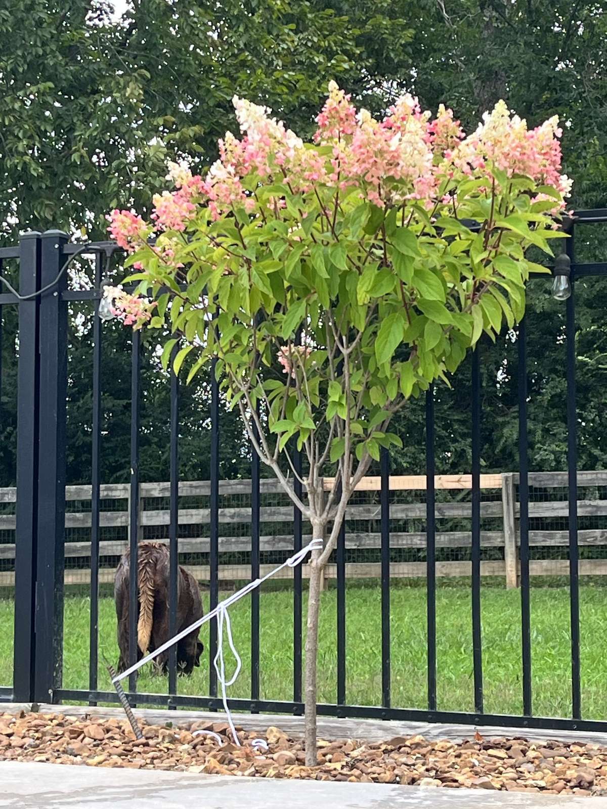 2 Hydrangea Trees