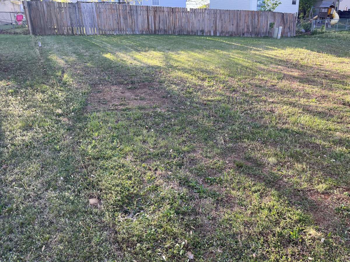 Back yard