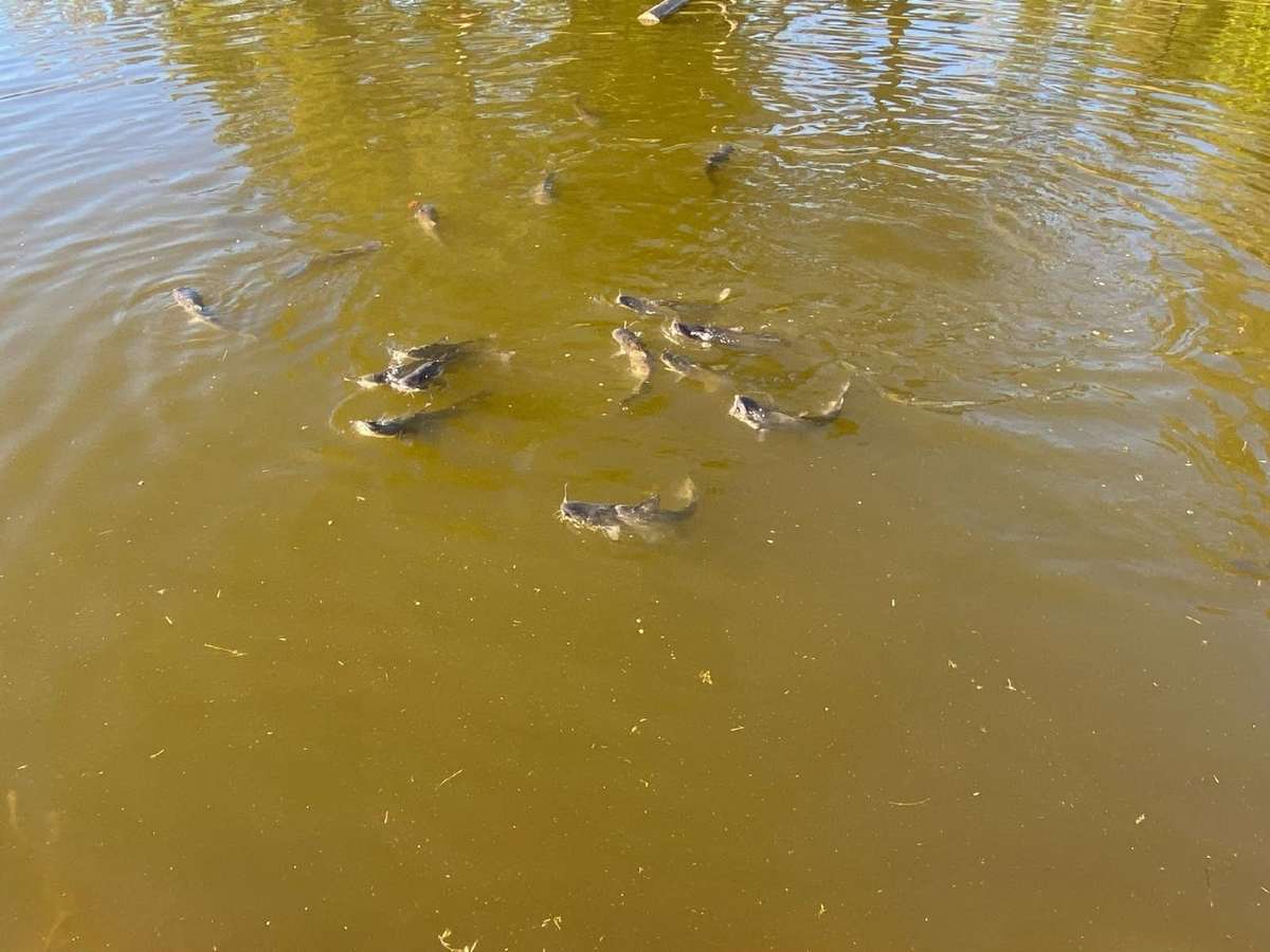 Happy catfish in your pond