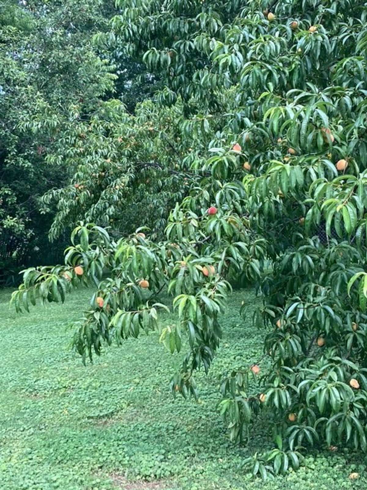 Previous year of the peach trees.