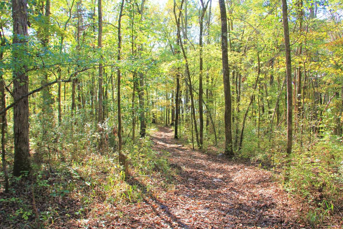 Walking trail to the lake.