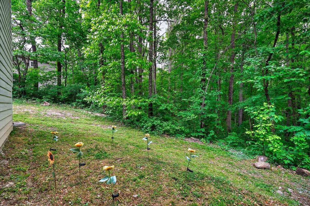 Back yard off the patio.