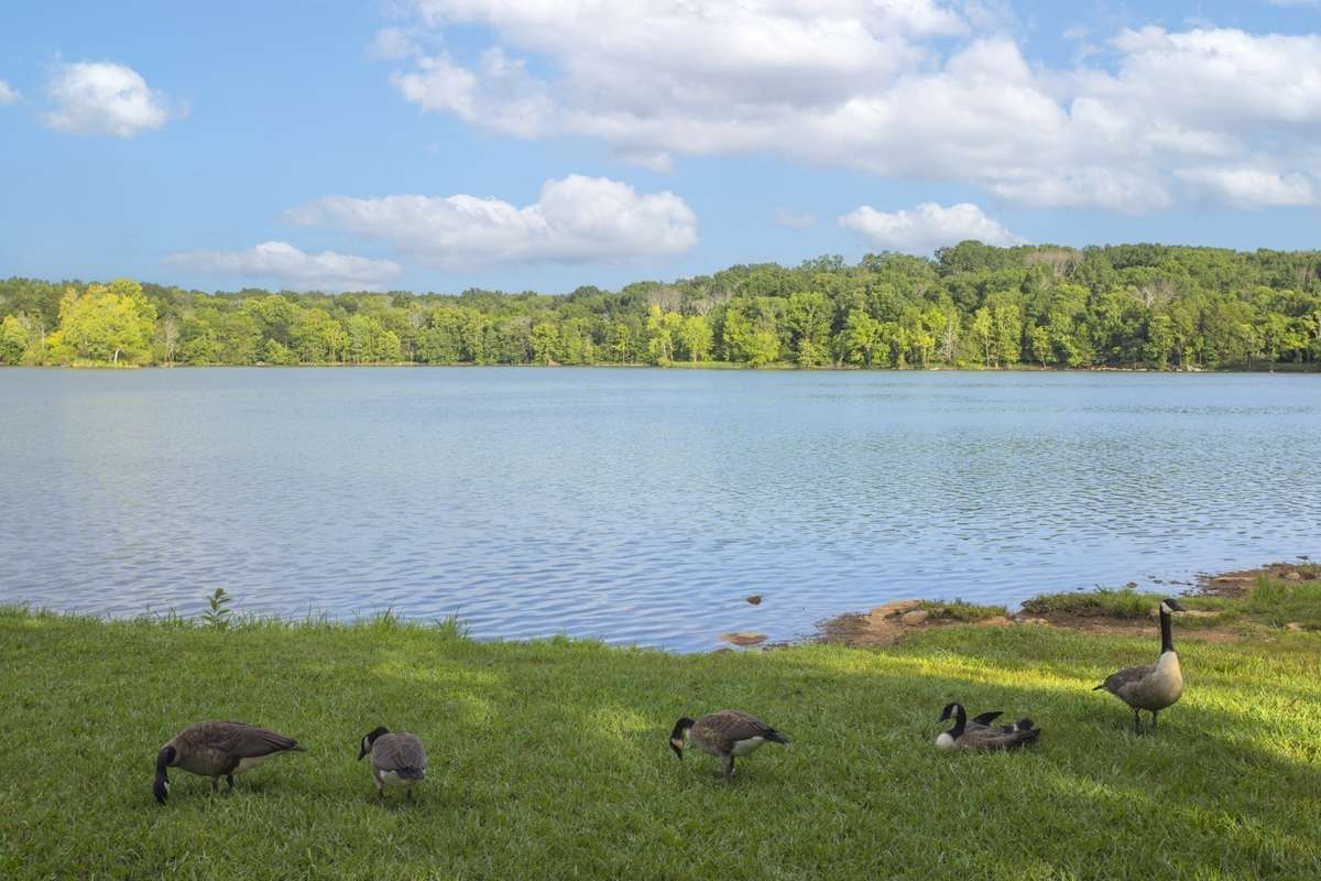 Percy Priest Lake