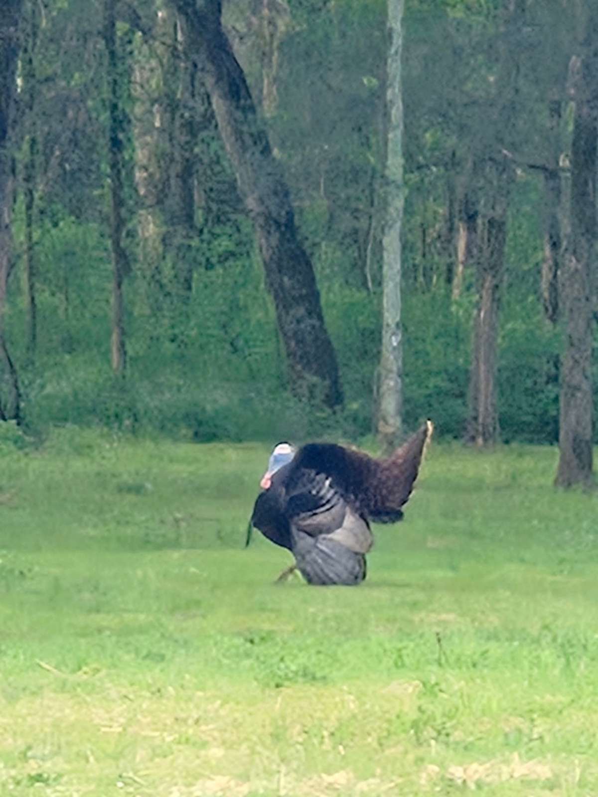 Wildlife galore!