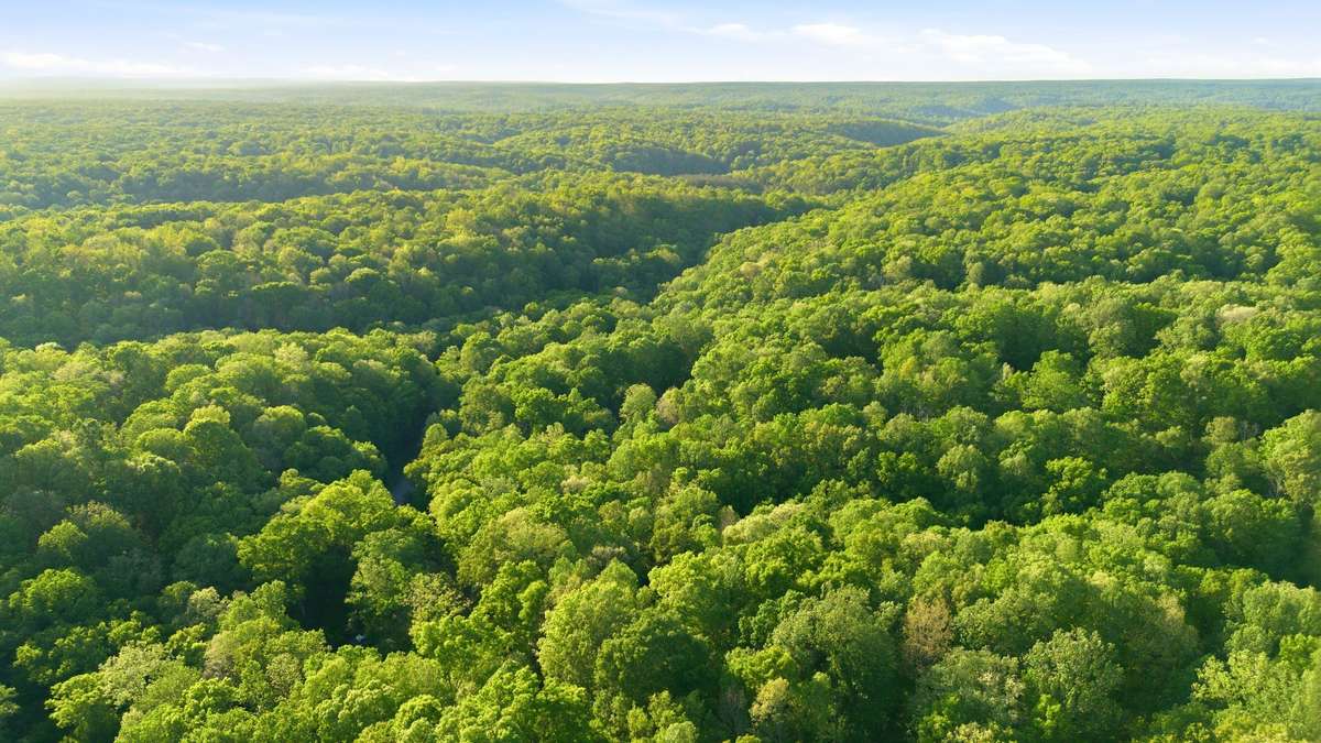 The glorious woods!