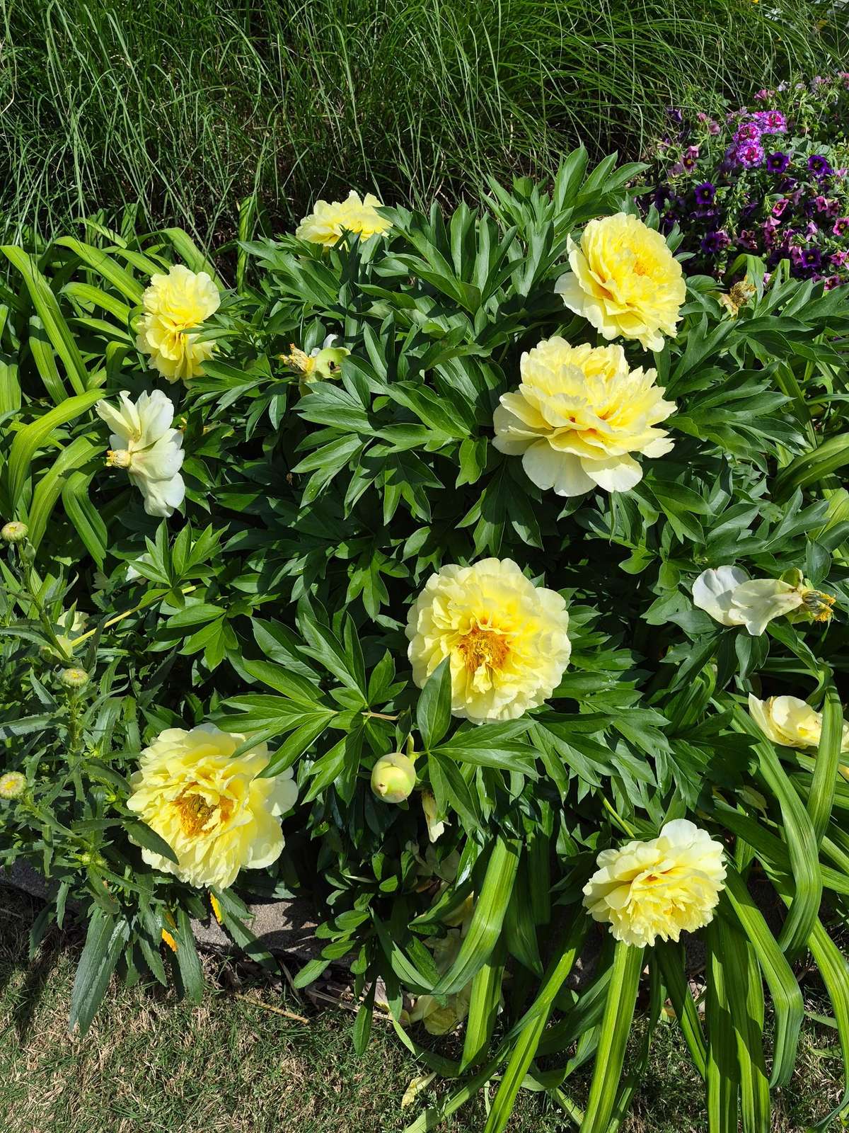 Rare Yellow Peonies!