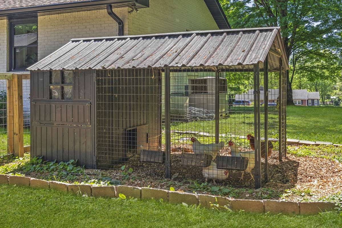 chicken coop to collect fresh eggs