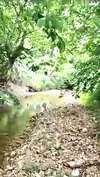 This creek runs down the side and across tte back of the property. 