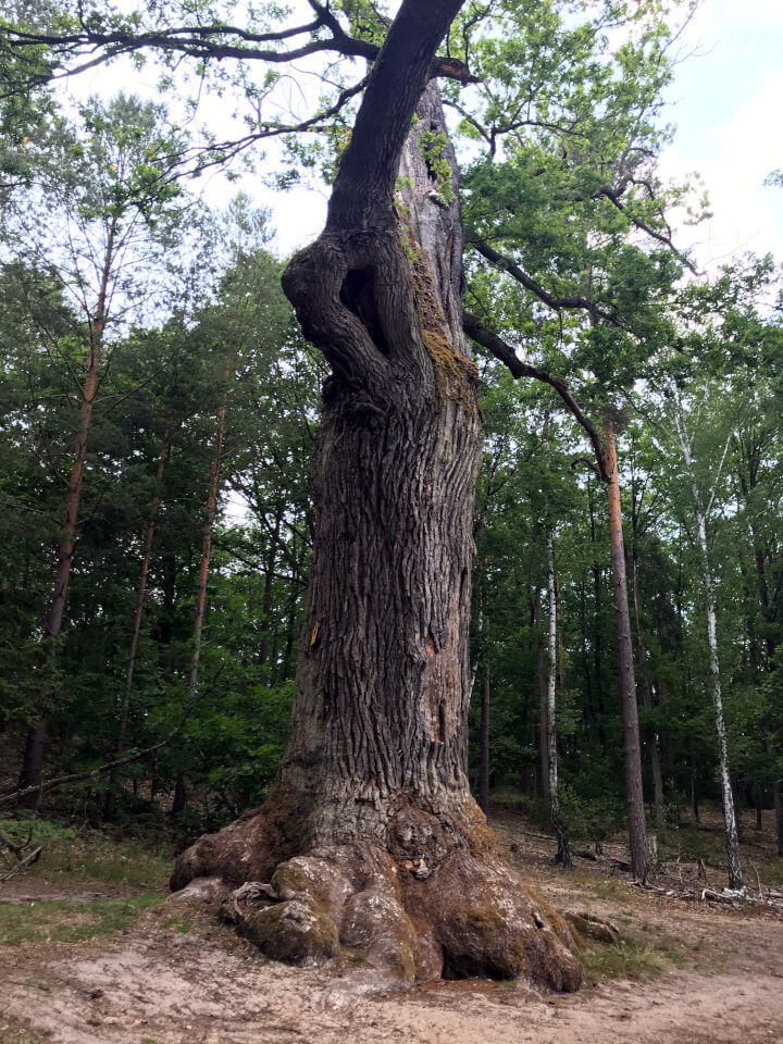 Naturdenkmal Stieleiche am Kleinen Lienewitzsee