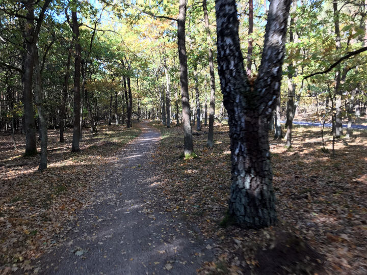 Radweg im Müritz-Nationalpark