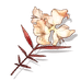 bloodleaf-viburnum