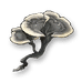 coriolus