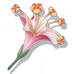 firecracker-fewelweed