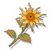 luminous-calendula