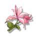 pecok-flower