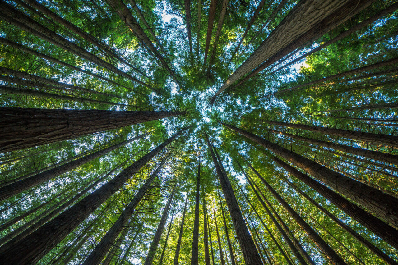 This photo shows the trees used to make the fine solid wood of the furniture offered by Peverelli
