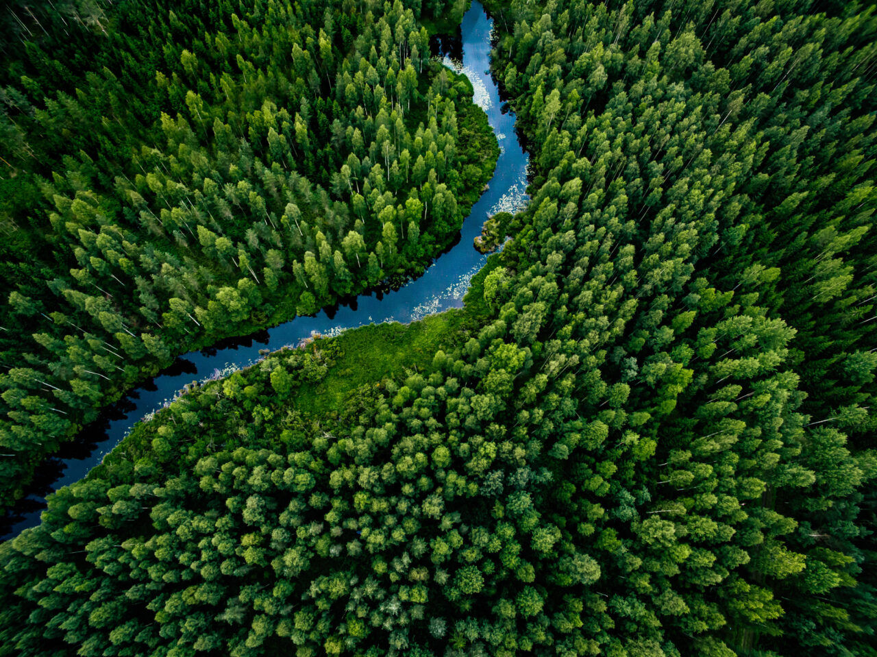 Una foresta, simbolo della sostenbilità