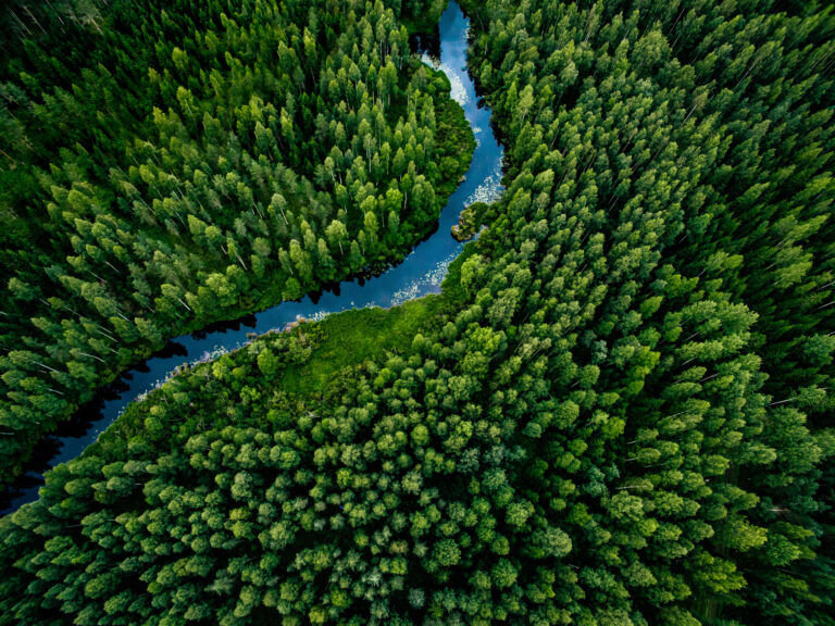 Une forêt, symbole de durabilité