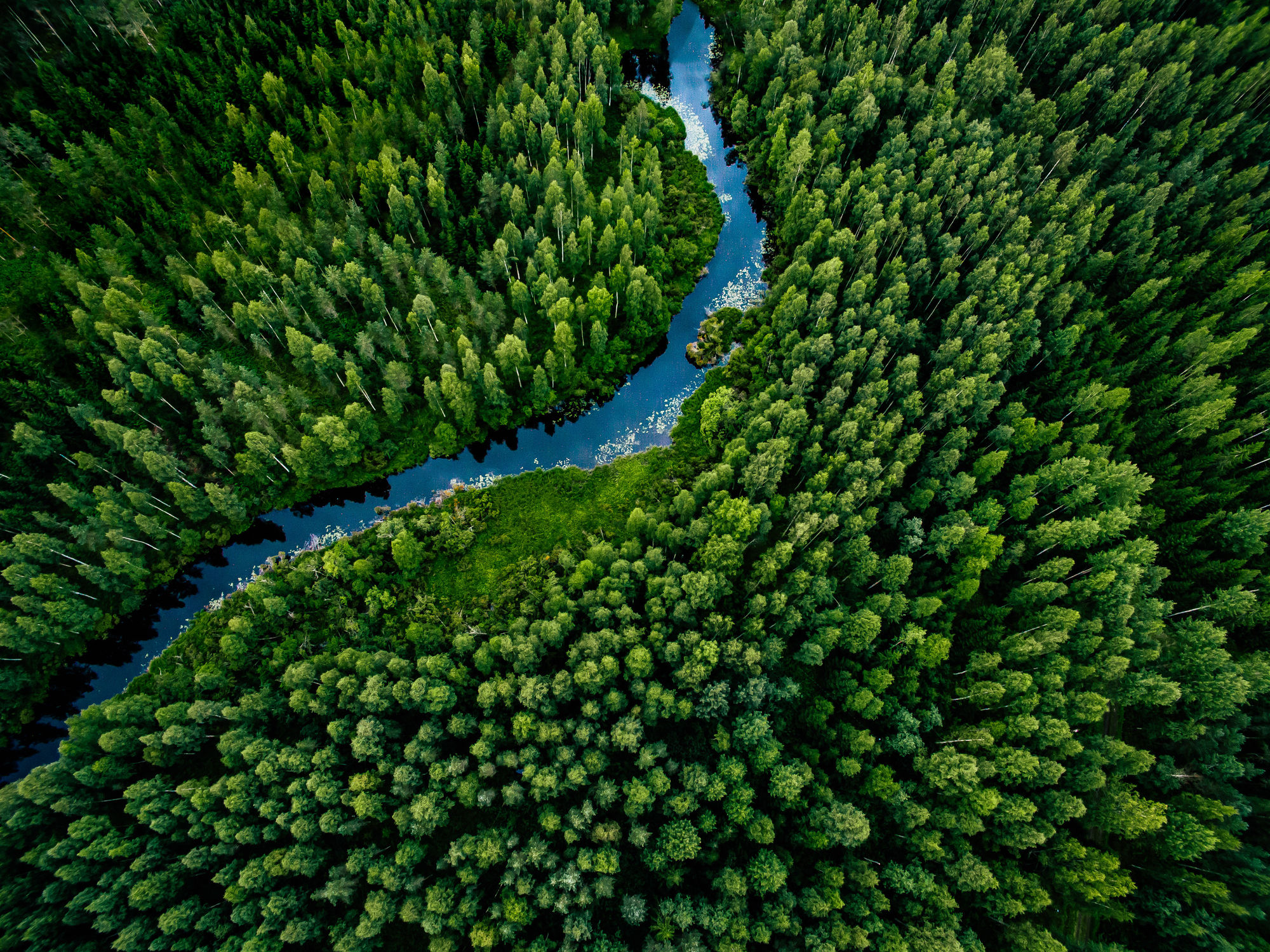 Ein Wald, Symbol der Nachhaltigkeit